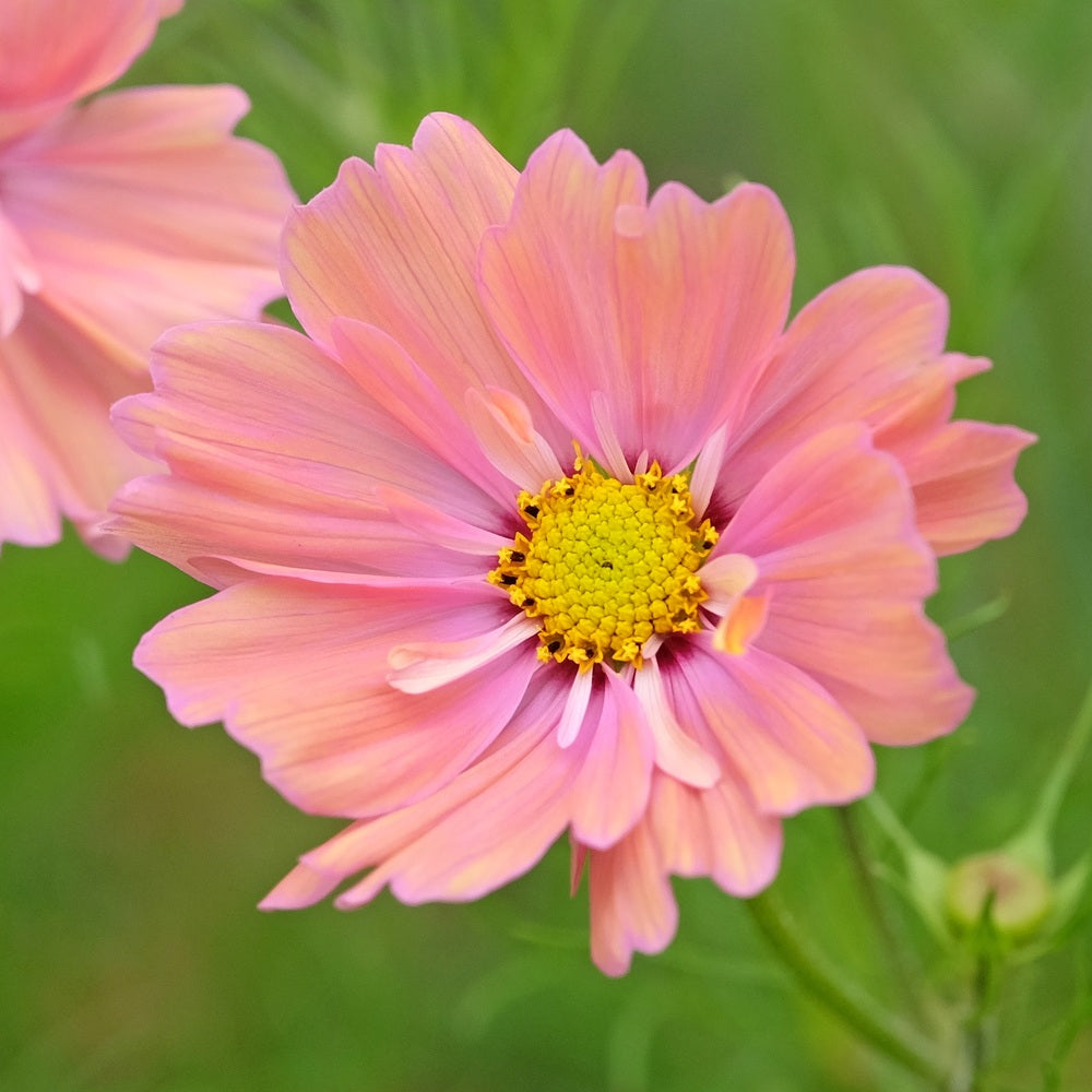 Close-up of an Apricotta cosmos flower with soft apricot-pink petals surrounding a dense yellow centre, a bud visible below, set against a blurred green background.