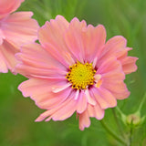 Close-up of an Apricotta cosmos flower with soft apricot-pink petals surrounding a dense yellow centre, a bud visible below, set against a blurred green background.