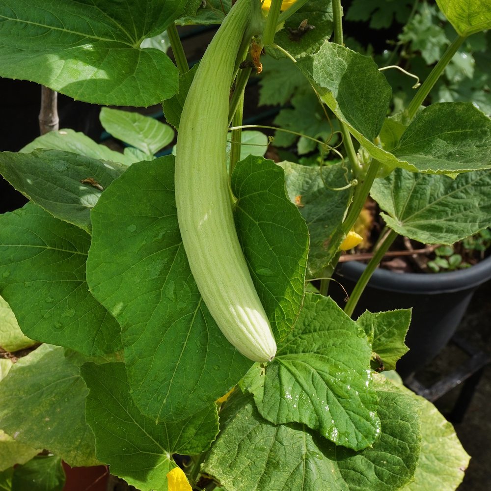 A pale green, ribbed Armenian cucumber curves down through broad foliage on a climbing vine, still attached with visible tendrils and a yellow flower nearby.