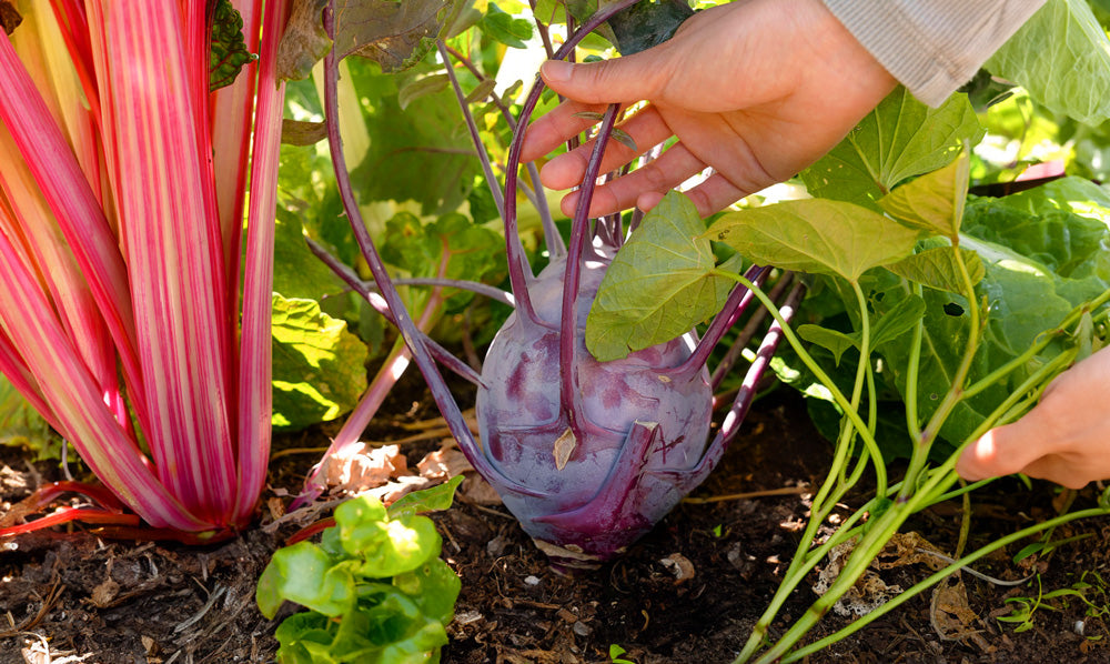 Grow an epic harvest