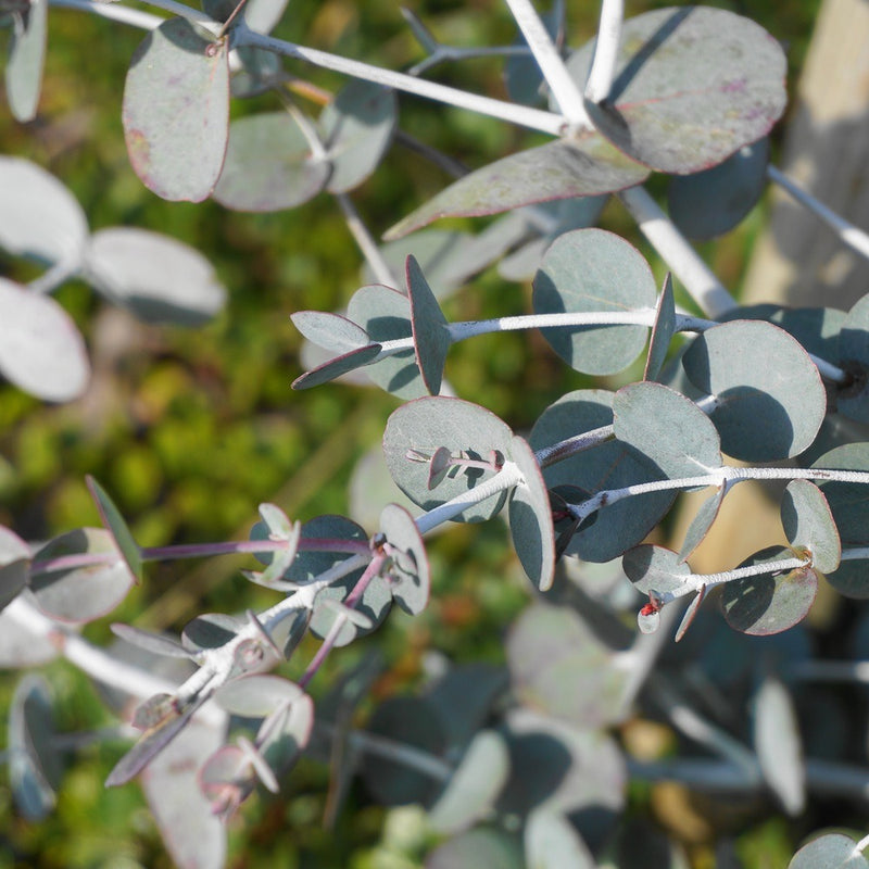 Close-up of eucalyptus foliage showing round, silvery-blue leaves with pale white stems and reddish-tinged edges, growing in dense clusters against a blurred green background.