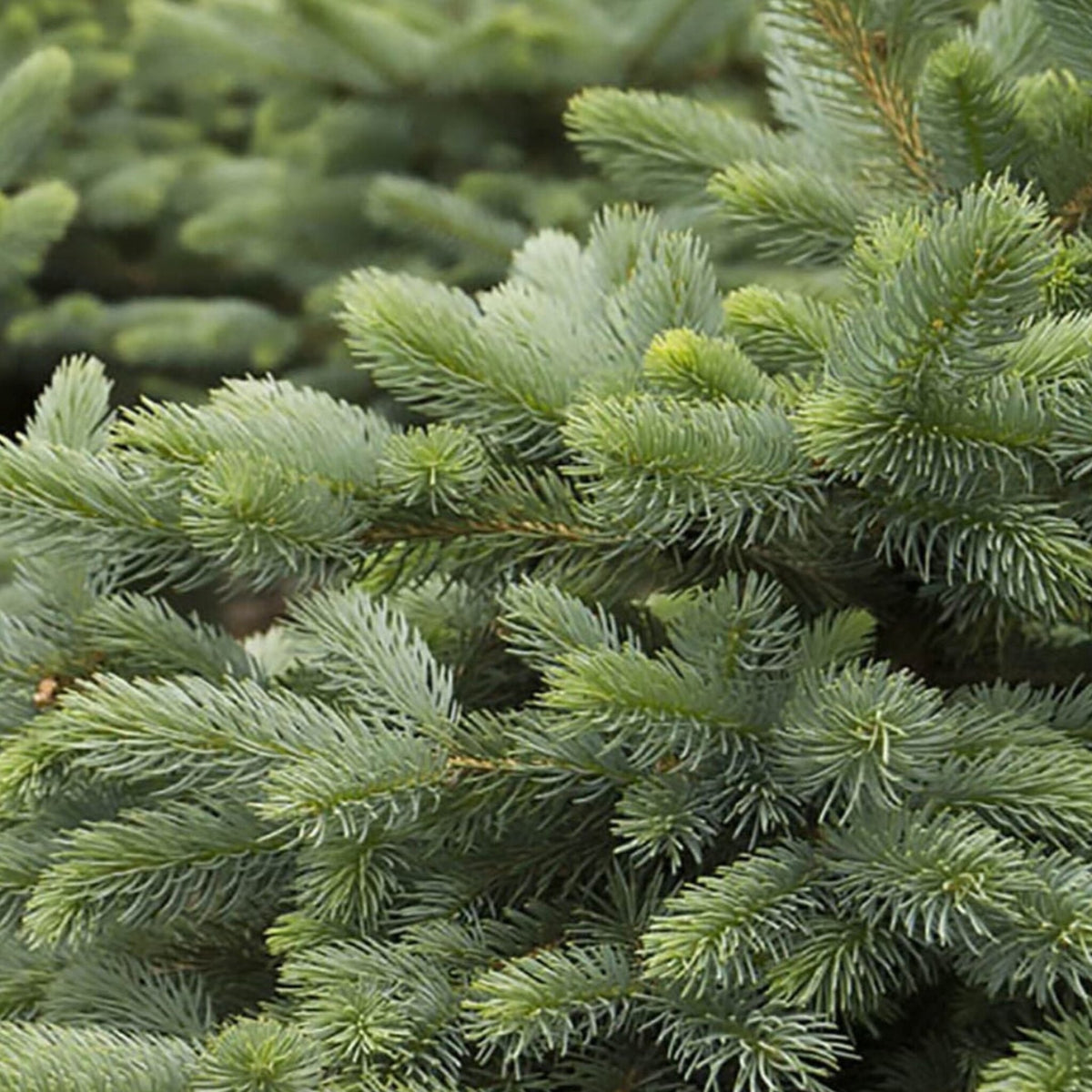 Close-up of Baby Blue Eyes Spruce branches