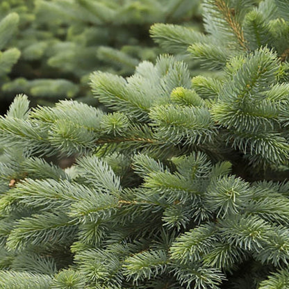 Close-up of Baby Blue Eyes Spruce branches
