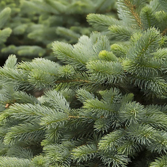 Close-up of Baby Blue Eyes Spruce branches