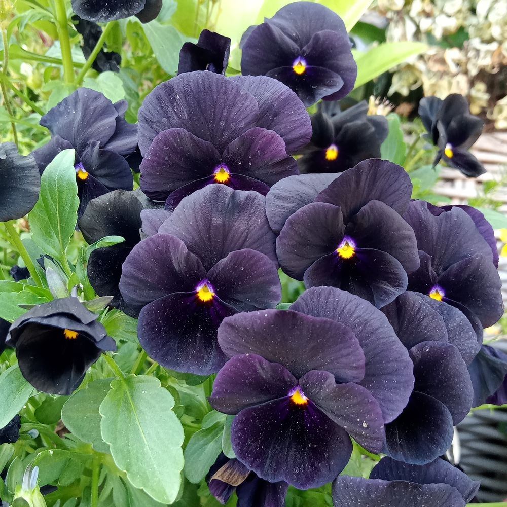 Close-up of vibrant, blooming Back to Black violas featuring deep purple, near-black petals with tiny bright yellow centers surrounded by green leaves.