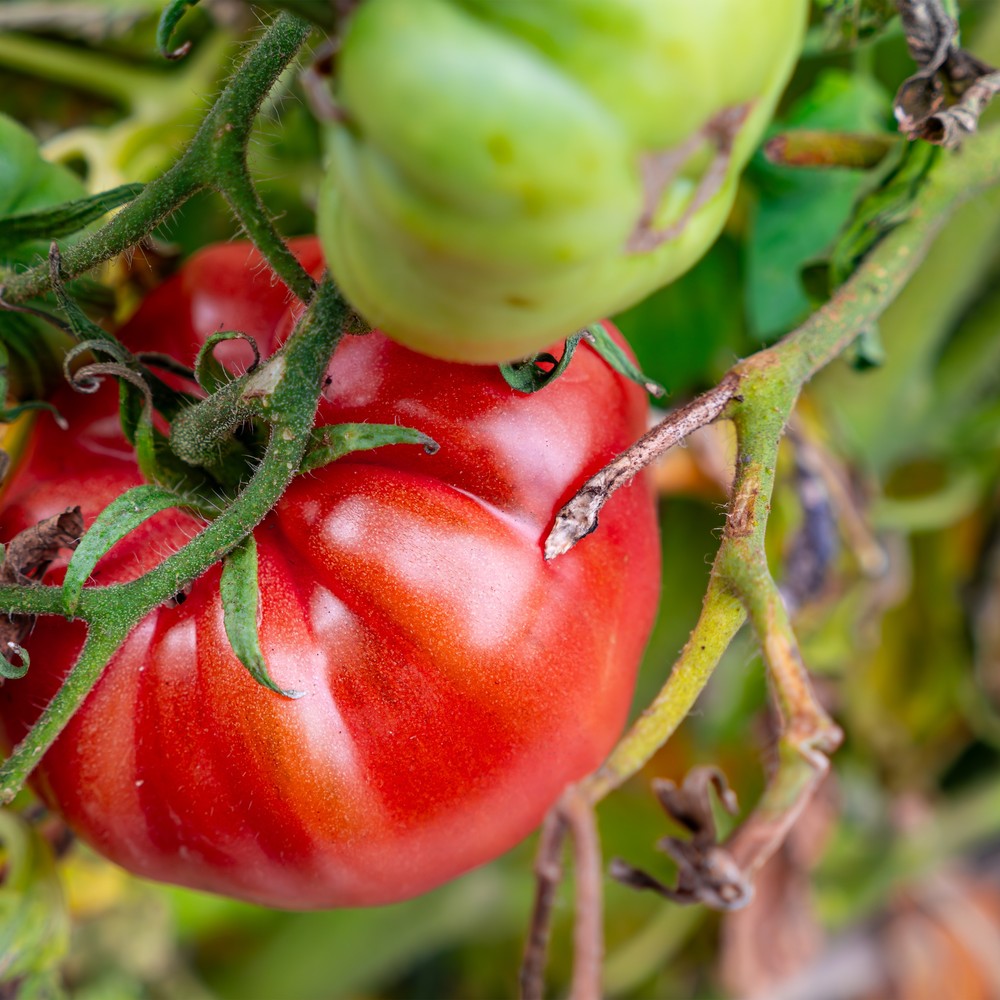 Close-up of a ribbed, deep red beefsteak tomato hanging on the vine beside a still-green, unripe fruit, surrounded by curling tendrils and foliage.