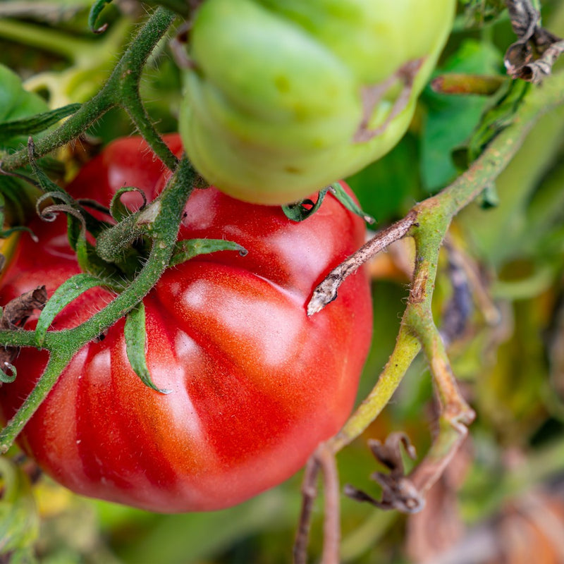 Close-up of a ribbed, deep red beefsteak tomato hanging on the vine beside a still-green, unripe fruit, surrounded by curling tendrils and foliage.