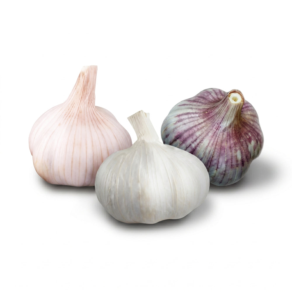 Red softneck, shandong hardneck, and silver white softneck garlic bulbs on a white background