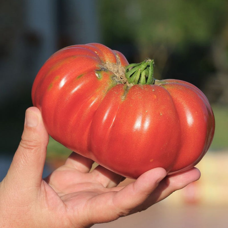 Close-up of a person's hand holding a large, ripe, dark pink ribbed Big Brandy Pole Tomato outdoors with a soft blurred garden background.