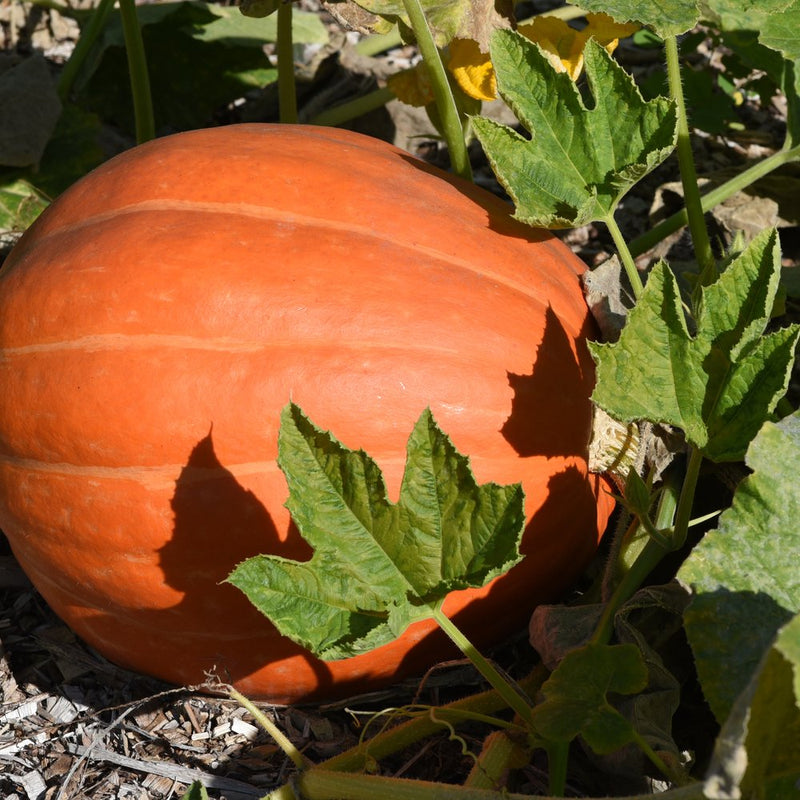 A large ribbed orange Big Max pumpkin ripening in the garden, its smooth curved surface dappled with leaf shadows amid surrounding vines and jagged green foliage.
