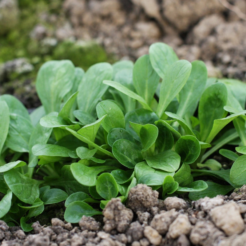 Close-up of a young corn salad (mâche) plant with rounded, spoon-shaped green leaves forming a compact rosette, growing in crumbly brown garden soil.