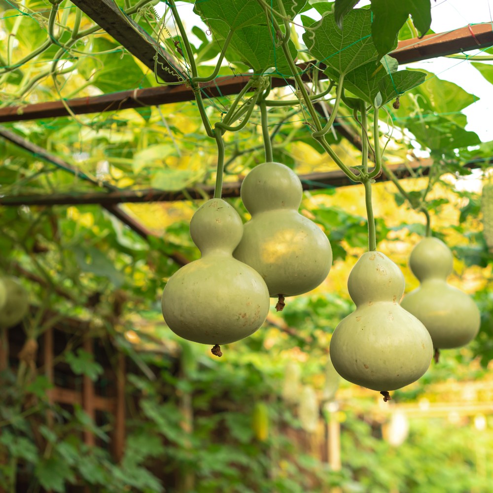 Pale green birdhouse gourds with their distinctive double-bulb shape hang from twining vines on an overhead trellis, surrounded by broad leaves in a lush garden setting.