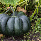 Dark green, deeply ribbed Black Kat pumpkin growing on a leafy vine in a garden.