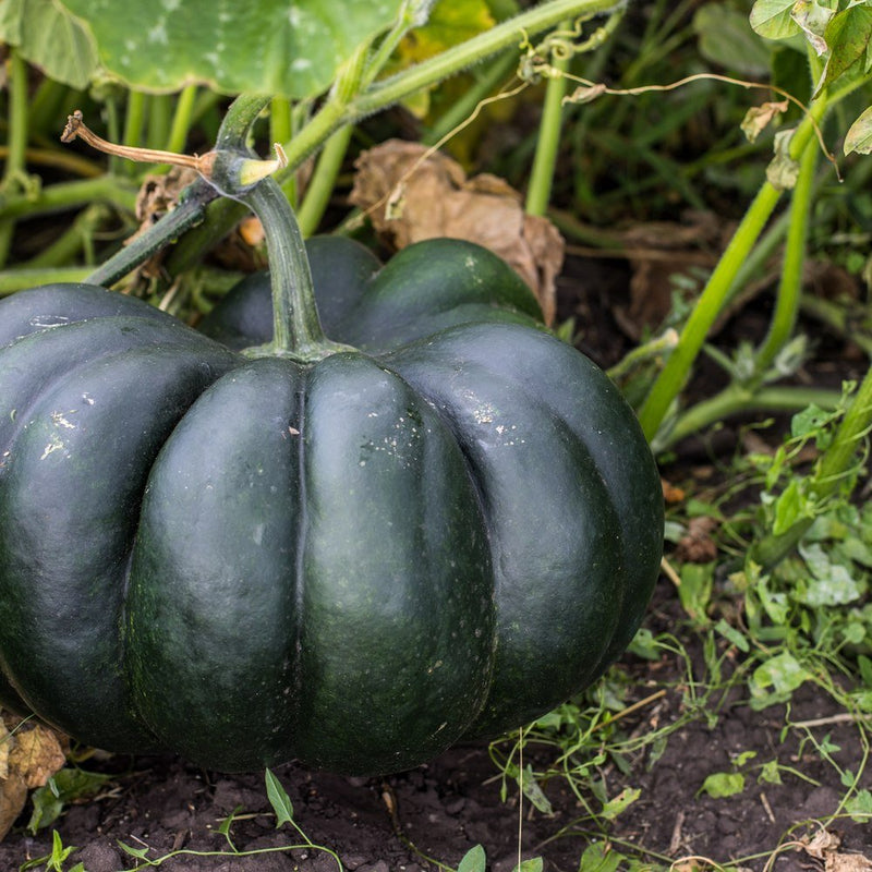 Dark green, deeply ribbed Black Kat pumpkin growing on a leafy vine in a garden.