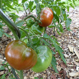 Black Krim tomatoes ripening on the vine, showing dusky reddish-brown fruit streaked with green alongside still-unripe green tomatoes, surrounded by leaves and a wood-chip mulched bed.