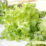 Close-up of freshly harvested Black Seeded Simpson leaf lettuce, showing loose, ruffled light-green leaves with crimped edges, sitting alongside other frilly greens on a paper-lined surface.