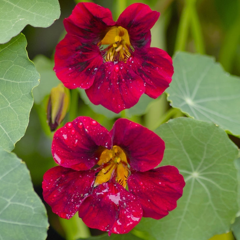 Two deep red-black nasturtium flowers with contrasting orange throats, petals beaded with water droplets, surrounded by round green leaves and an unopened bud.