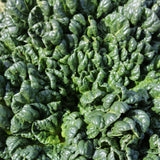 Close-up overhead photo of dark green, crinkled, savoyed Bloomsdale spinach leaves filling the frame.