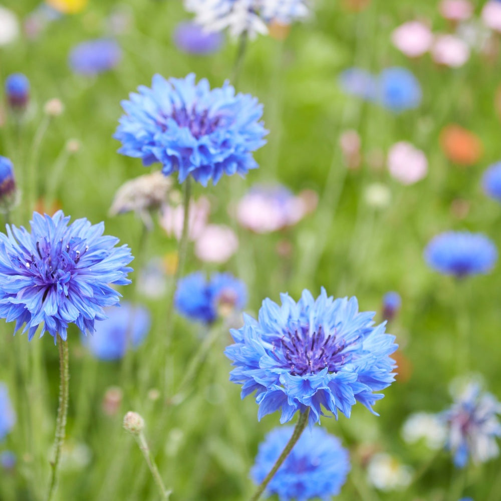 Cornflower blooms with fringed sky-blue petals and dark purple centres stand on slender stems amid a wildflower meadow blurred with pink and orange blossoms in the background.
