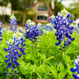 Cluster of tall bluebonnet spikes with deep purple-blue, white-tipped flowers rising from lush green foliage, with a blurred building visible in the background.