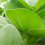 Close-up of a bok choy leaf showing its broad, glossy green blade with pale, translucent veins, surrounded by overlapping leaves in soft focus.