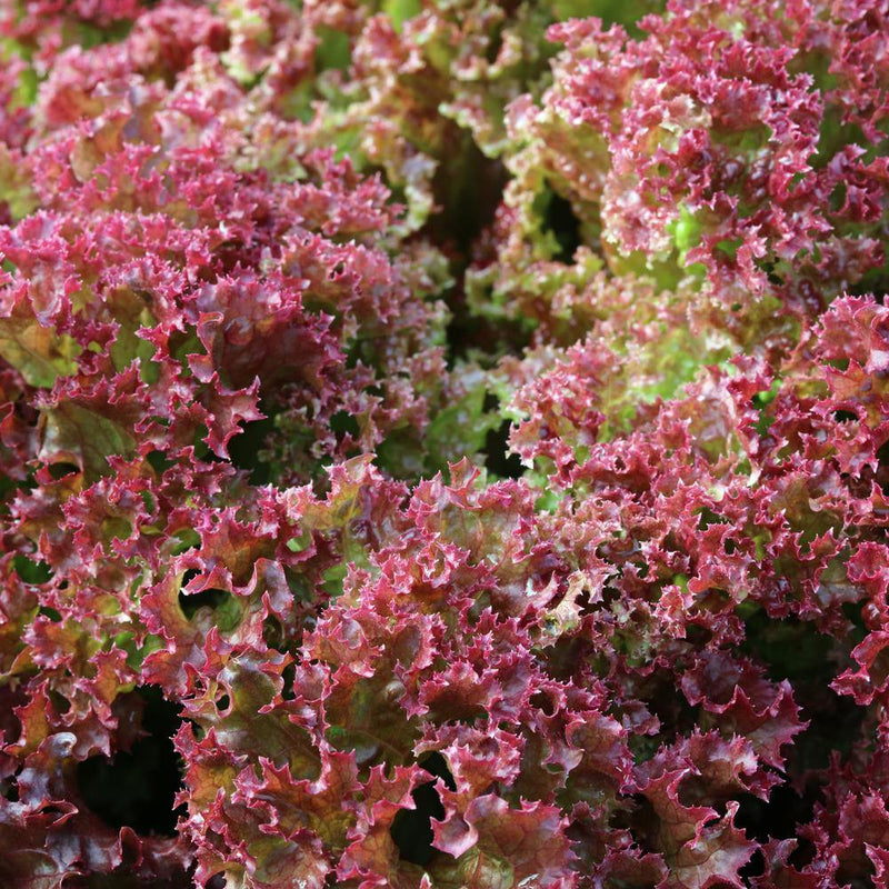 Close-up of Brentwood leaf lettuce showing tightly ruffled, frilly-edged leaves in deep burgundy-red fading to green at the base, densely packed together.