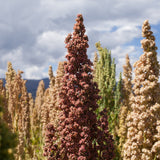 A tall pink-red quinoa seed head stands ripe amid tan and pale green companion plants in a field, set against a cloudy sky and distant hills.