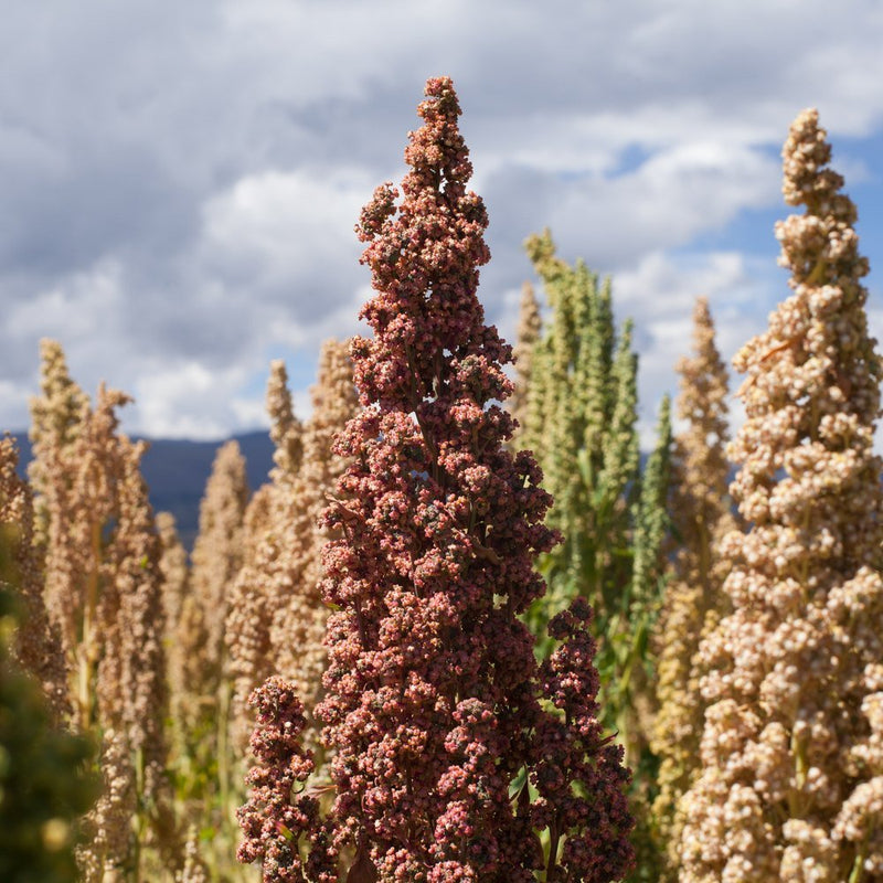 A tall pink-red quinoa seed head stands ripe amid tan and pale green companion plants in a field, set against a cloudy sky and distant hills.