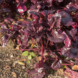 Bull's Blood beet plant with deep crimson-purple, glossy crinkled leaves growing in a rosette from dark soil scattered with dry leaves and small weed seedlings.