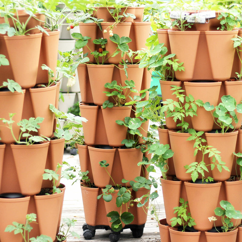 Three terracotta-coloured GreenStalk five-tier vertical planters stand side by side outdoors, each stack overflowing with lush green foliage including strawberry plants with small fruit, tomato seedlings, and nasturtium leaves.