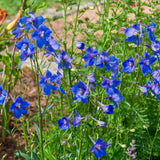 Delphinium plant with tall stems covered in vivid blue, star-shaped flowers with white centres, growing amid green foliage in a sunny garden bed.