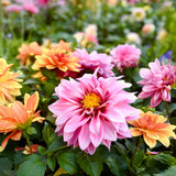 A close-up of double-flowered dahlia blooms in a mixed bed, with a large pink and dark-red centred flower in sharp focus surrounded by orange, yellow and pink blooms fading into a blurred green background.