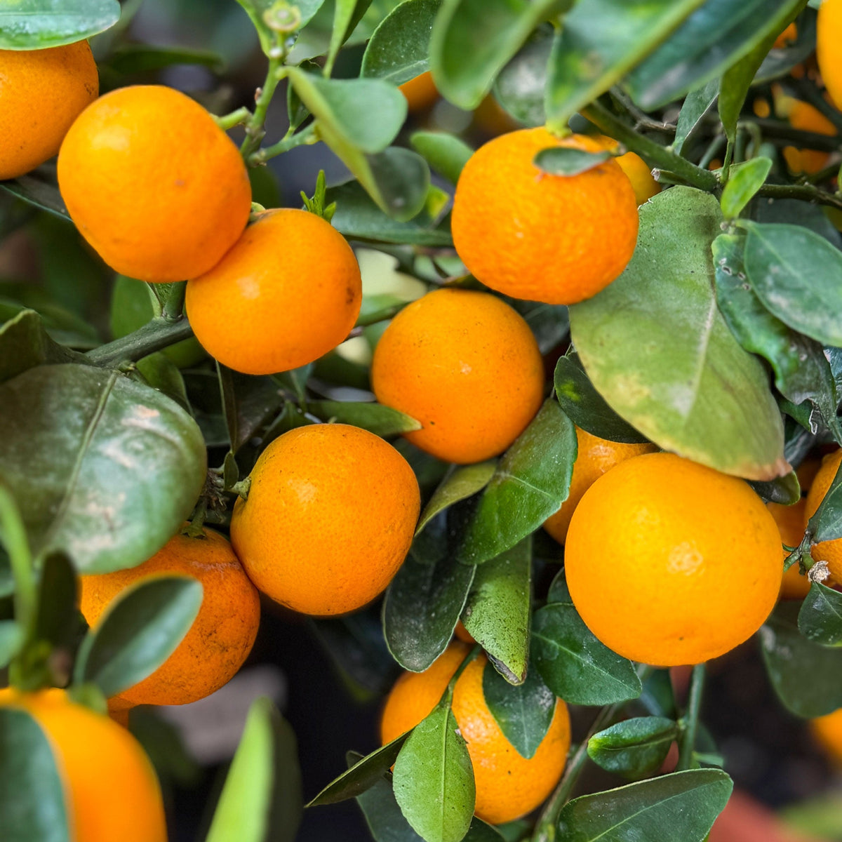 Oranges hanging from a tree with green leaves