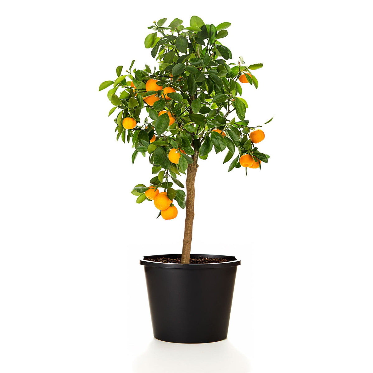 Potted citrus plant with oranges on a white background