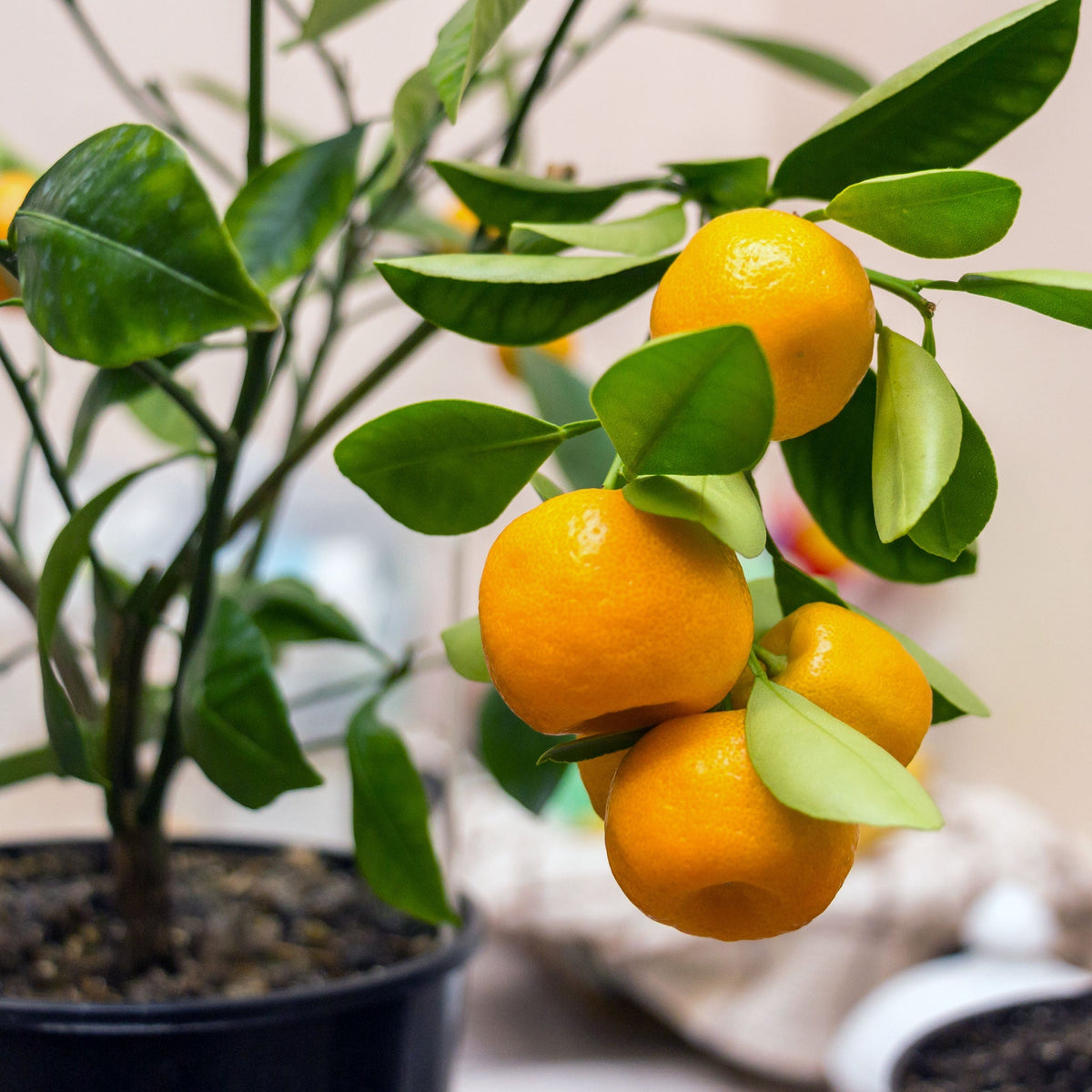 Oranges growing on a tree branch with green leaves.