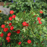 Cardinal climber vine covered in star-shaped scarlet flowers and slender green fingered leaves, with unopened tubular buds scattered among tendrils climbing against a leafy garden backdrop.