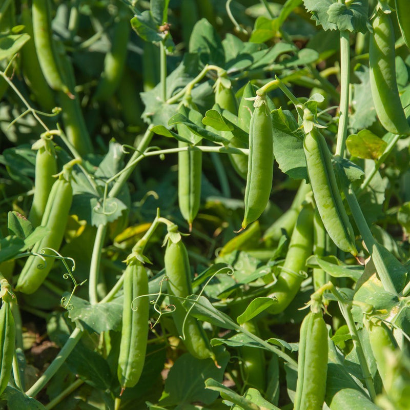 Close-up of plump green Cascadia snap pea pods hanging thick among curling tendrils and leafy vines, several pods swollen and ready for harvest in bright sunlight.