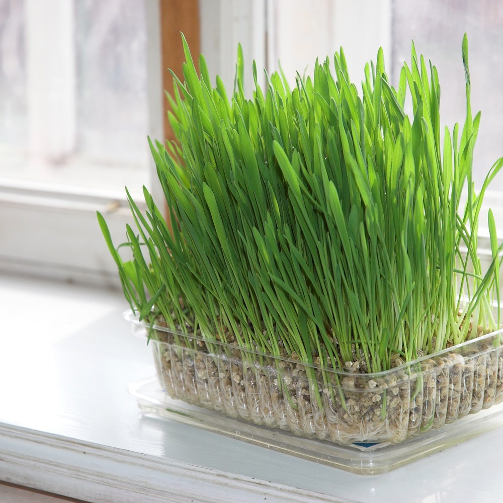 Close-up photo of vibrant green, sprouted cat grass growing densely in a clear plastic container.