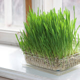 Close-up photo of vibrant green, sprouted cat grass growing densely in a clear plastic container.
