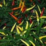 Cayenne chile pepper plant densely packed with slender, upward-pointing fruits ripening through yellow, orange and red stages, set against dark green foliage.
