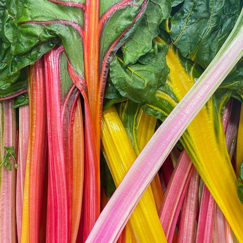 Close-up of harvested rainbow Swiss chard showing glossy dark green leaves atop a bundle of vividly coloured stalks in shades of pink, orange, yellow, and white, their veins radiating up into the leaf blades.