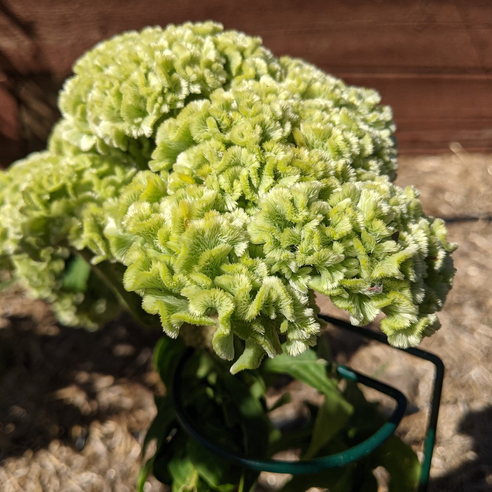 Close up of Spring Green Celosia flower on a blurred background