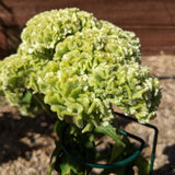 Close up of Spring Green Celosia flower on a blurred background