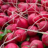 Close-up photo of fresh, bright red Cherry Belle radishes with long white taproots and green leaves.