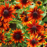 A cluster of deep red and orange Cherry Brandy black-eyed Susan blossoms in a garden bed.
