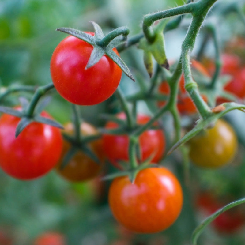 Close-up of a cherry tomato truss showing fruit at different ripening stages, from glossy deep red through orange to green, still attached to the fuzzy stems.