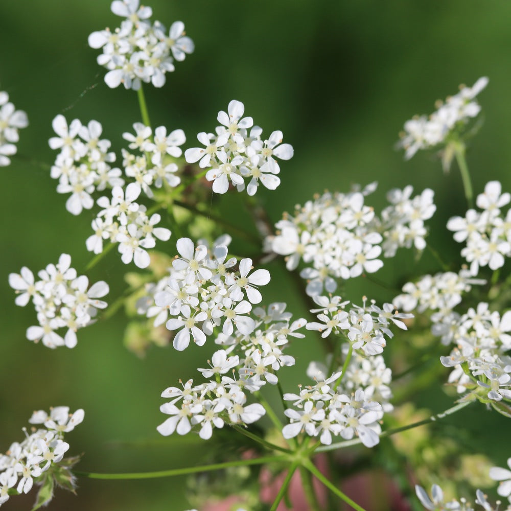 Close-up of chervil in flower, clusters of tiny white five-petaled blooms on slender branching stems held above a softly blurred green garden background.