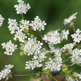 Close-up of chervil in flower, clusters of tiny white five-petaled blooms on slender branching stems held above a softly blurred green garden background.