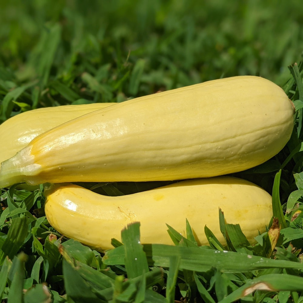 Two freshly harvested pale yellow Chiffon summer squashes resting on lush green grass outdoors.