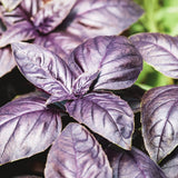 Close-up of dark opal purple basil leaves, showing their glossy, deeply veined surface and pointed oval shape, with green foliage blurred in the background.